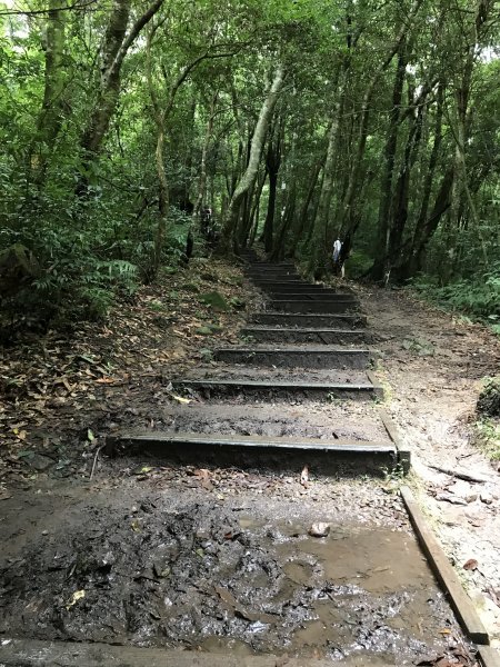 109年8月15日東眼山國家森林1095364