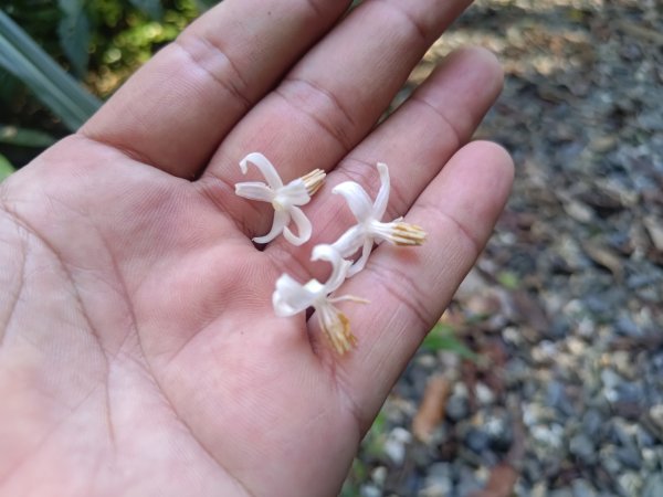 盆貿里山三盆連走2749542