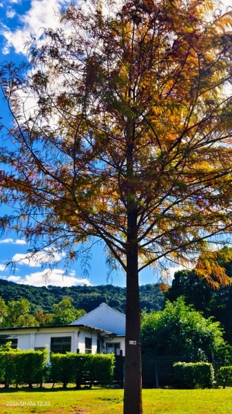 #花卉試驗中心 #永公路500巷 #平菁街42巷 #原住民公園 #士林官邸 1/42976523