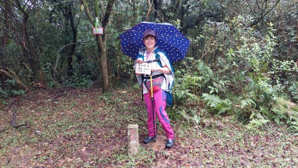 陽明山後花園，百年靜美牧牛山徑，古道草原精華連走2787728