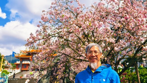 #綠繡眼 訪花 #吉野櫻 #天元宮 #楓樹湖 03162736691