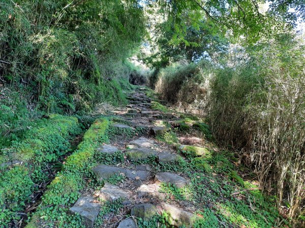 鹿林前山、鹿林山、麟趾山、玉山登山口O型1037699