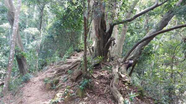 大克山砲台古道南稜線初訪1767219