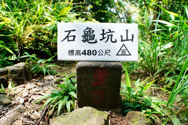桃園 大溪 白石山、石厝坑山、石龜坑山