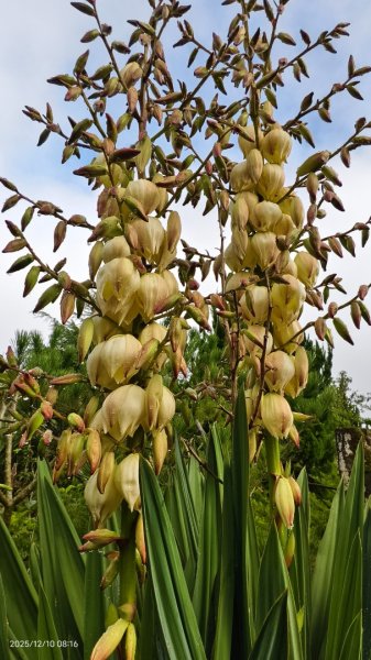 陽明山趴趴走 12/102958587