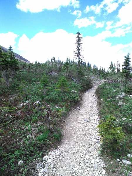 Iceline Trail (YOHO 加拿大幽鶴國家公園)2634590