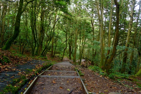 檜山巨木森林步道481580