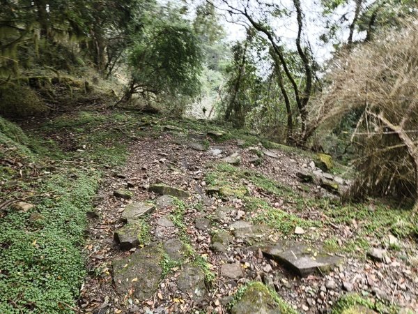 [玉山尋寶任務-08/12] 2025_0824 鹿林山步道_鹿林山2870808