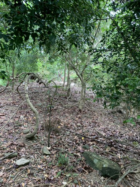 20250403高雄頂荖濃山2757168