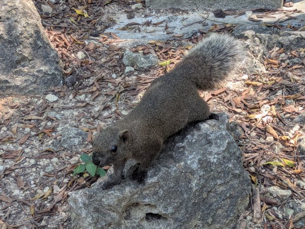 2025.03.25－壽山健走2746396