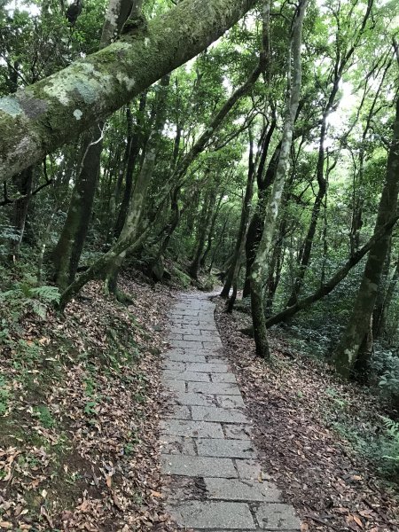 109年8月15日東眼山國家森林1095369