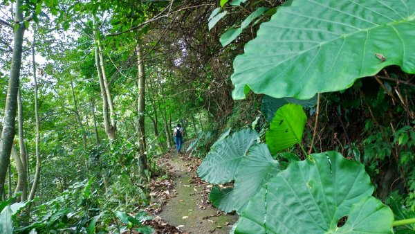 小百岳【九份二山】1462322