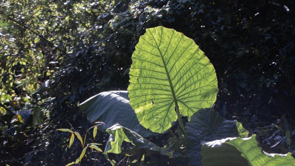 闊瀨古道-沿北勢溪谷而行的夏末之旅（淡蘭古道）2287595