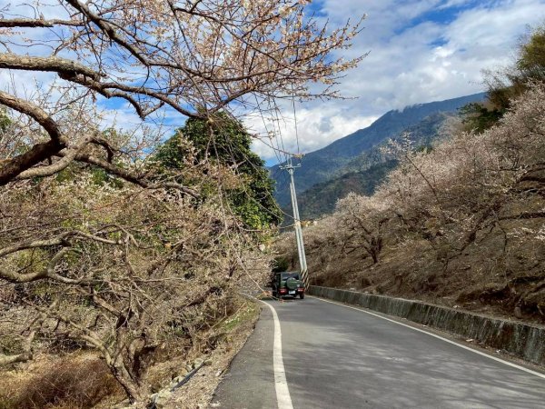 🌈1/17（六）蔡家古厝賞梅×梅子夢工廠×車埕老街✨FB：熊熊趴爬走🌈2983907