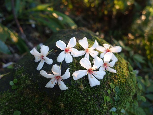 桐花公園、天上山~桐花開了！943092