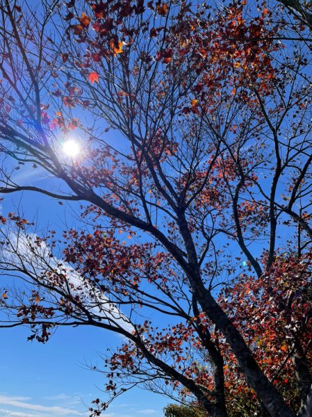 馬那邦山賞楓趣1549593