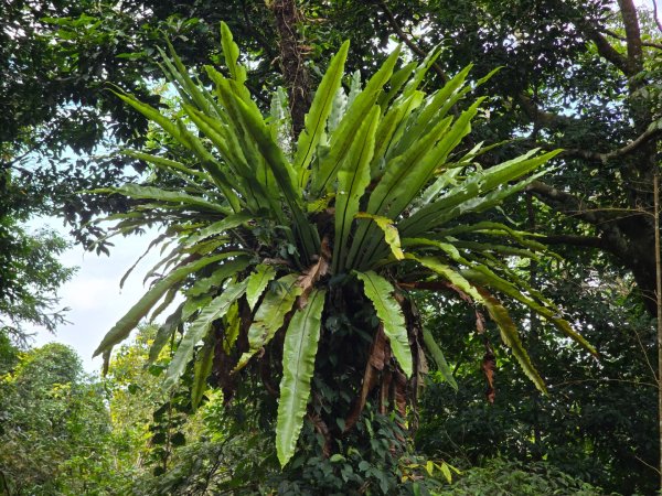 馬那邦山之雲海／雲瀑／楓紅／太陽琉璃光2668306