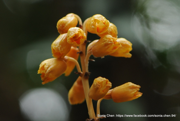 又收集一種 「赤箭」2025 D0524 : 「細赤箭」 又稱「山赤箭」
