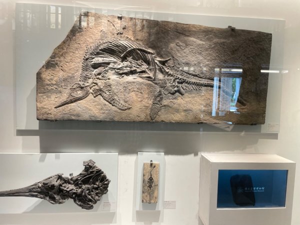 雨天備案💙 台灣博物館的古生代館-台大動植物館免費參觀-北投♨️季2799006
