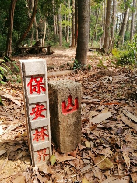 苗栗~山林裡賞優美樹姿~大克山砲台古道1319450