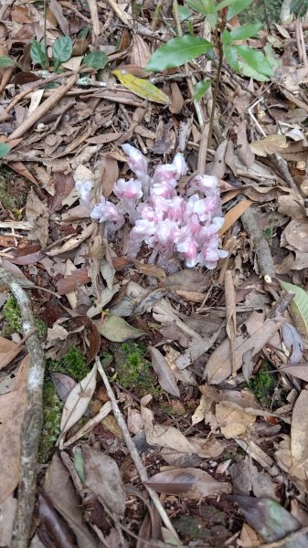 溪頭鳳凰山2759186