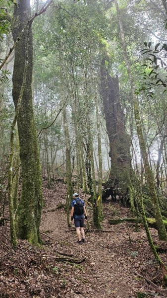 20251014雪見遊憩區 🚴‍♂️咖搭車走司馬限林道上東洗水山兩刷北坑山至大板根2916438