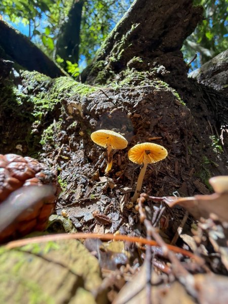 鹿屈山-三大障礙心好累，繡球花-杉林溪賞花趣2816463
