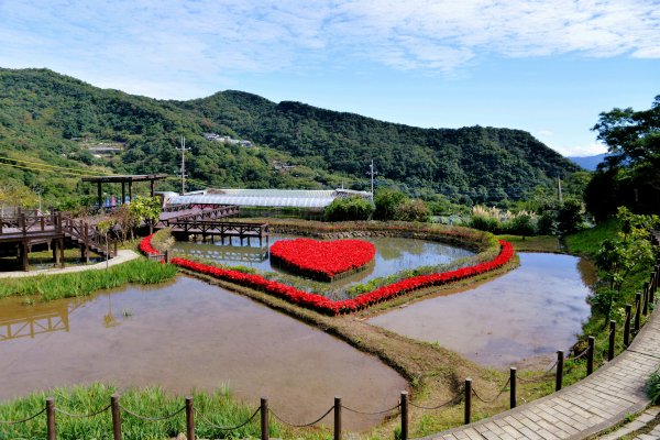 【新聞】白石湖粉墨慶豬年，同心池花送幸福不打烊