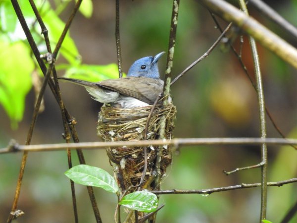【保育】國家森林志工協力守護八色鳥 揭露淺山生態系繽紛樣貌