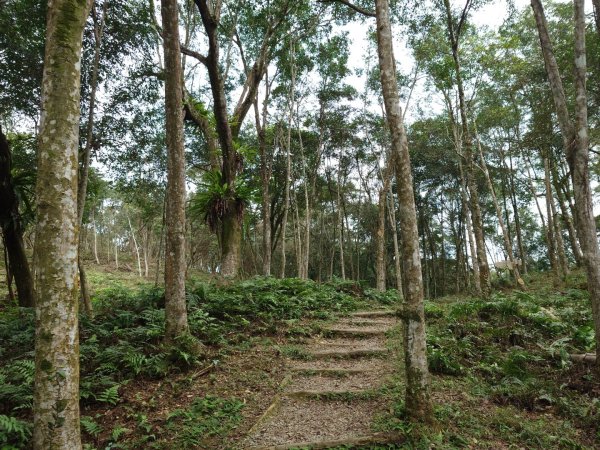 拳頭姆自然步道3007201