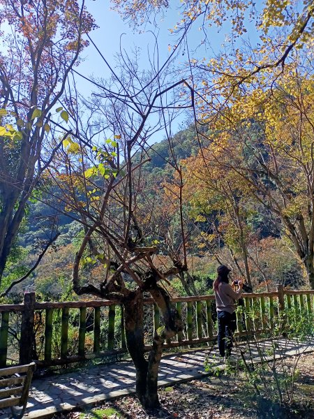 桃園大溪石門水庫楓林步道、齋明寺古道【南山神壽任務】1963944