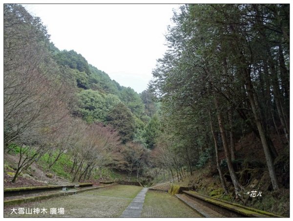 雪山神木步道1633619