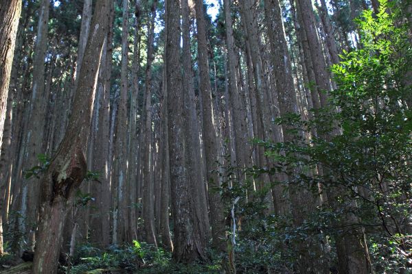 五峰民都有山177816