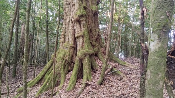 北坑山大板根東洗水山盡尾山東北峰2701678