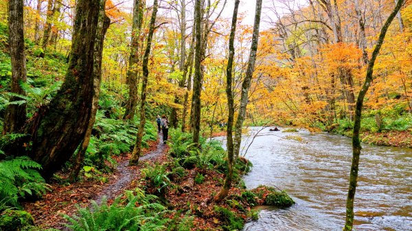 青森縣奧入瀨溪2929981