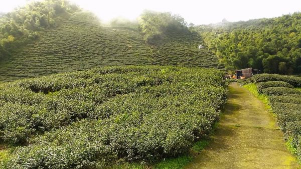 梨子腳山與太平山（小百岳）153235