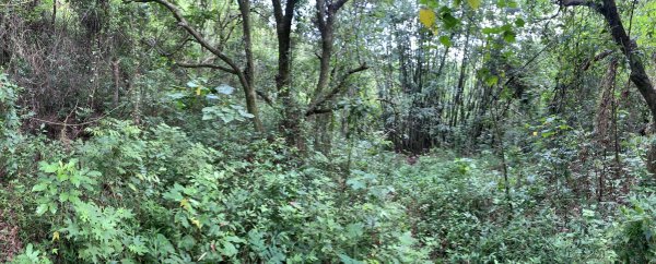 20250830高雄新鳥山2877047