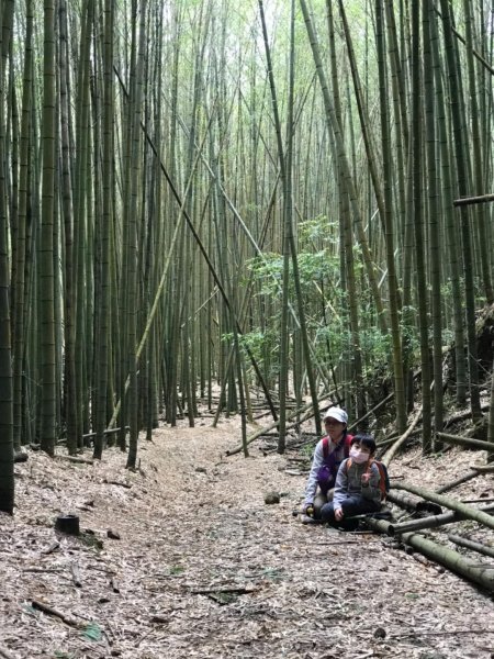 尋訪鳶嘴西稜香杉與桂竹袐境長壽山大崠山545986