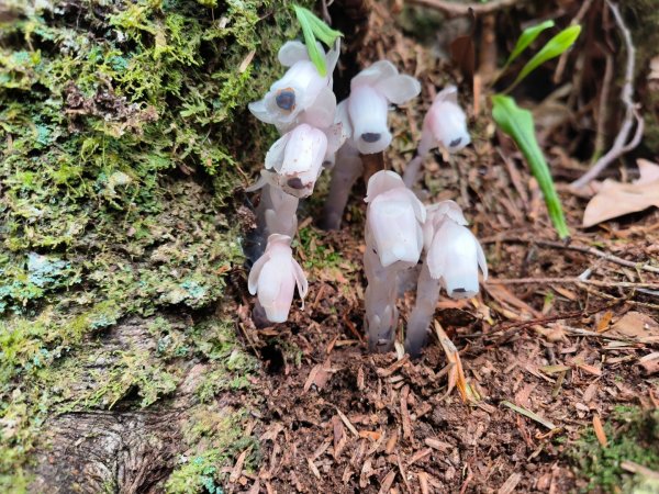 1130511夫拉縱走2500141