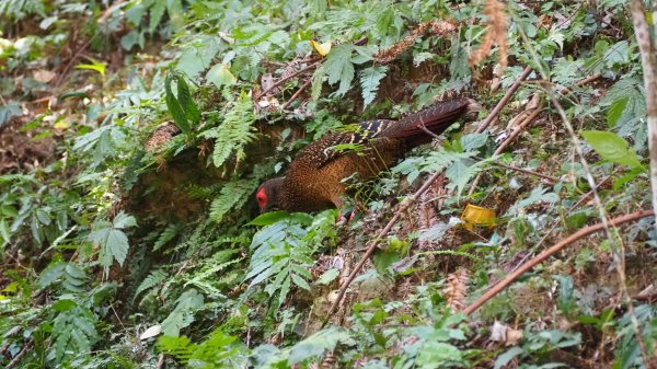 《南投》竹林台灣杉｜溪頭山竹崙山志騰山O繞202302182035940