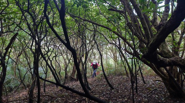 清幽的東北角郊山好路線美艷山火炎山新厝山沿海岸線O型2432647