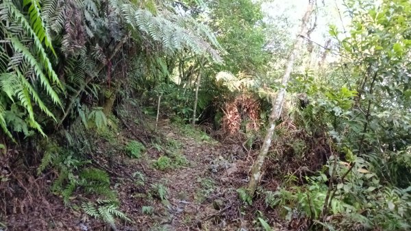 坪林區仁里坂橋-仁里坂山-金瓜寮土地公-仁里坂橋O型3132808