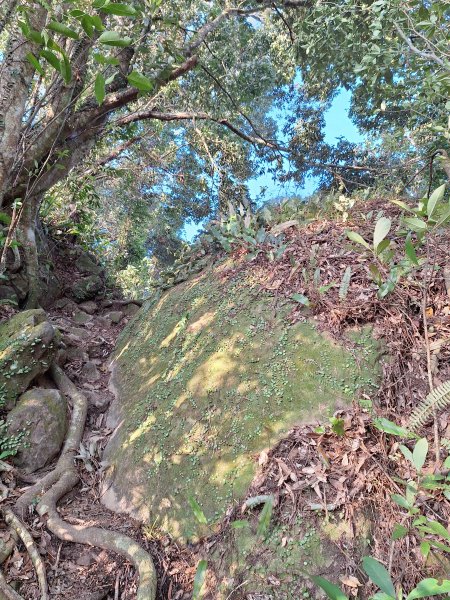 關西赤柯山+東西獅頭山+馬福山+玉山O型2670804