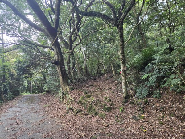 20260827圓柳古道-茄苳坑採金古道3114746