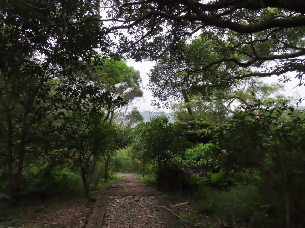 野柳山_駱駝峰稜線_維納斯海岸踏風健走2362537