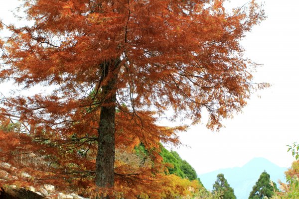 【南投~仁愛】清境農場賞銀杏落羽松楓紅1209054