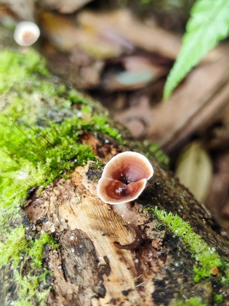 淡蘭古道第三段（我的淡蘭最終章）2838800