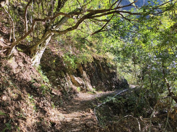 [玉山尋寶任務-07/12] 2025_0824 八通關雲龍瀑布步道2870641