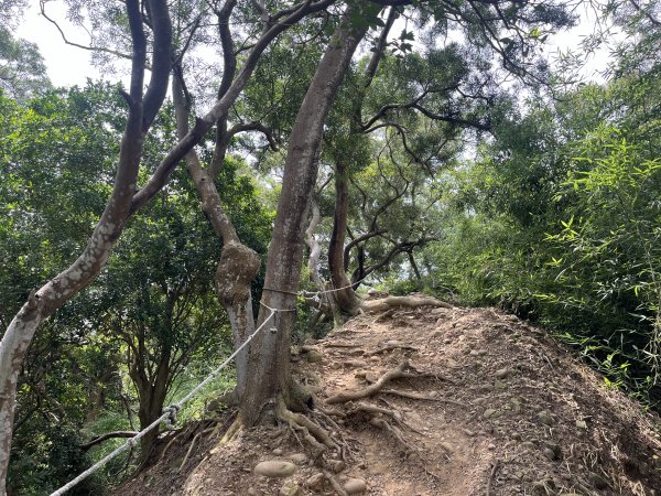 [皮皮獅探險隊-03/10] 2025_0706 犁頭山、文山步道2831474