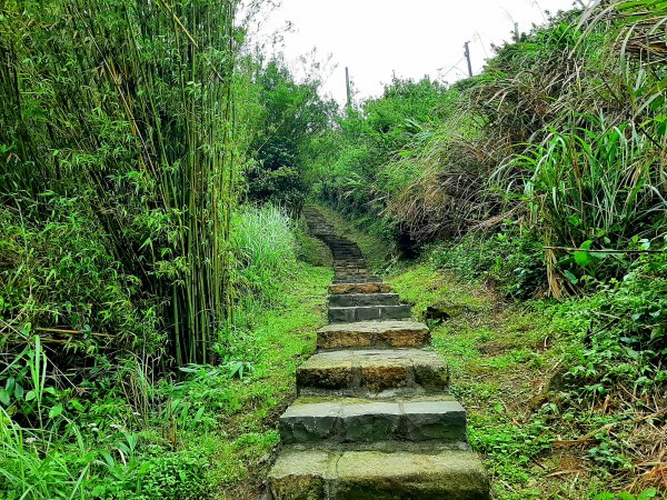 走遍陽明山：擎天崗系｜迷霧中的草原祕境、古道幽境2123775